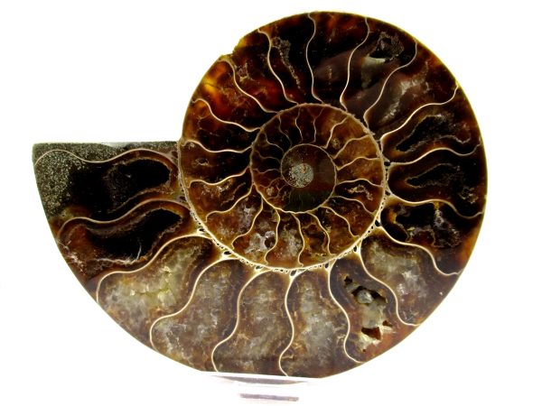 Madagascar Ammonite Pair  4.92" ~ #133 - Image 2