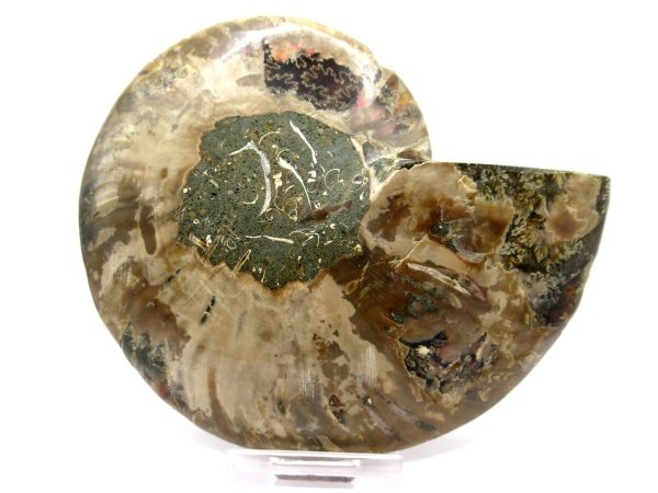 Madagascar Ammonite Pair  4.92" ~ #133 - Image 3