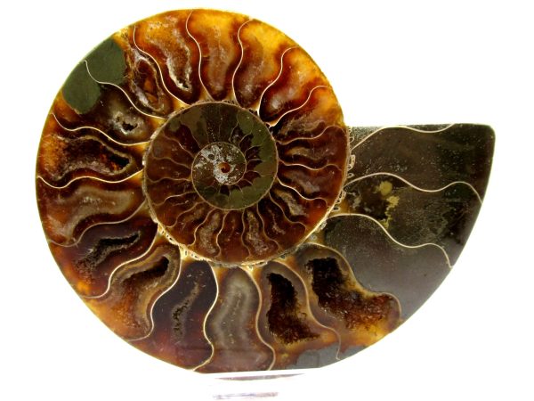 Madagascar Ammonite Pair  4.42" ~ #134 - Image 2