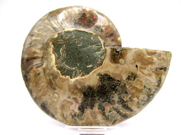 Madagascar Ammonite Pair  4.42" ~ #134 - Image 3