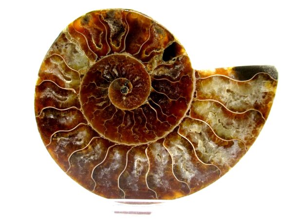 Madagascar Ammonite Pair  4.48" ~ #135