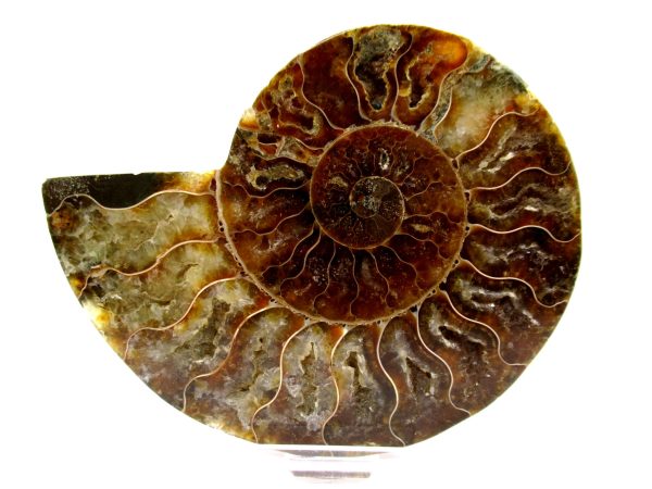 Madagascar Ammonite Pair  4.48" ~ #135 - Image 2