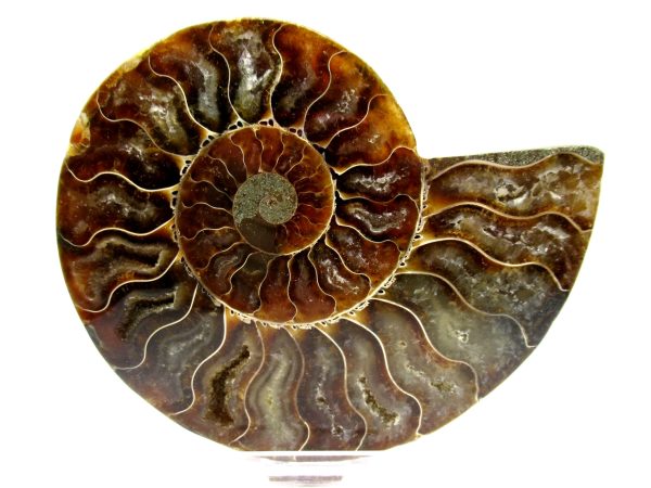 Madagascar Ammonite Pair  4.76" ~ #136