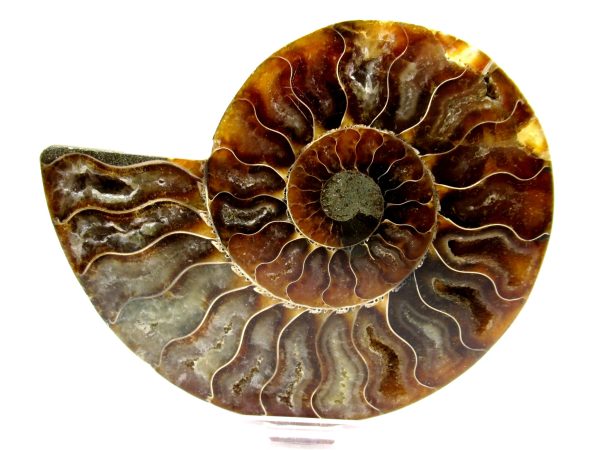 Madagascar Ammonite Pair  4.76" ~ #136 - Image 2