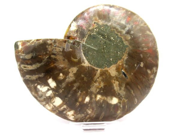 Madagascar Ammonite Pair  4.76" ~ #136 - Image 4