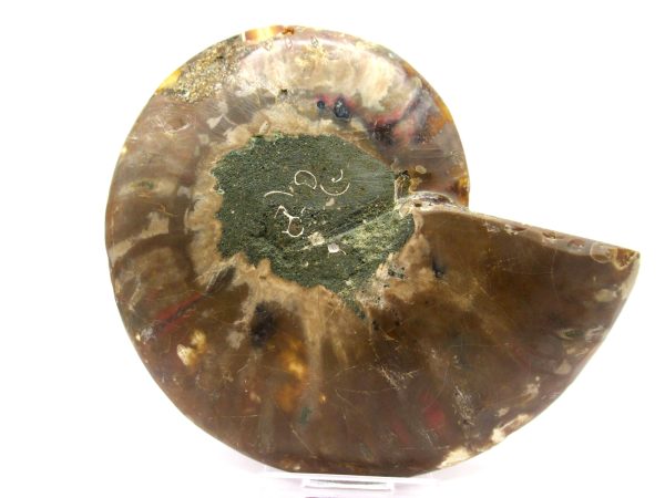 Madagascar Ammonite Pair  4.76" ~ #136 - Image 3