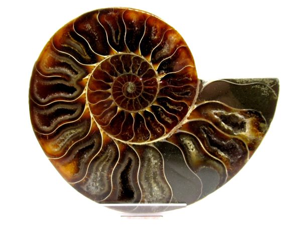 Madagascar Ammonite Pair  4.35" ~ #137