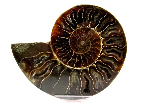 Madagascar Ammonite Pair  4.35" ~ #137 - Image 2