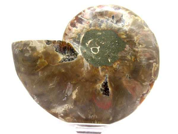 Madagascar Ammonite Pair  4.35" ~ #137 - Image 4