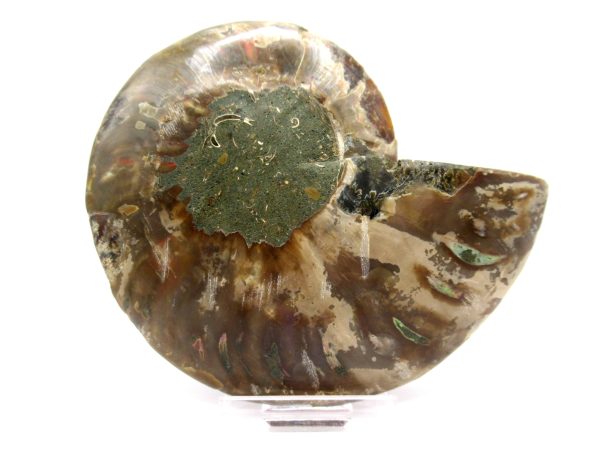 Madagascar Ammonite Pair  4.35" ~ #137 - Image 3