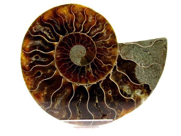 Madagascar Ammonite Pair  4.34" ~ #138