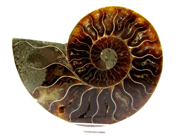 Madagascar Ammonite Pair  4.34" ~ #138 - Image 2