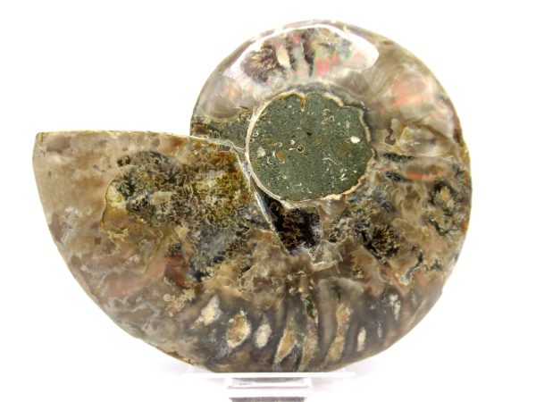 Madagascar Ammonite Pair  4.34" ~ #138 - Image 4