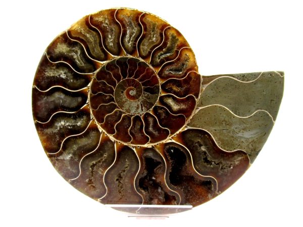 Madagascar Ammonite Pair  4.44" ~ #139