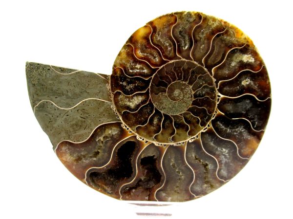 Madagascar Ammonite Pair  4.44" ~ #139 - Image 2