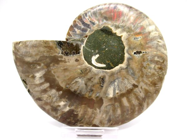 Madagascar Ammonite Pair  4.44" ~ #139 - Image 4