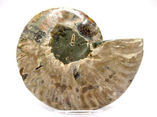 Madagascar Ammonite Pair  4.44" ~ #139 - Image 3