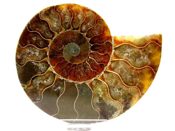 Madagascar Ammonite Pair  4.41" ~ #140