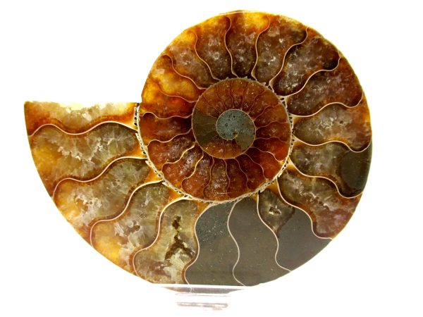 Madagascar Ammonite Pair  4.41" ~ #140 - Image 2