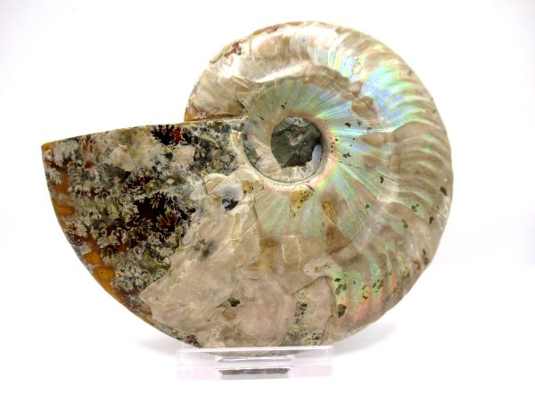 Madagascar Ammonite Pair  4.41" ~ #140 - Image 4