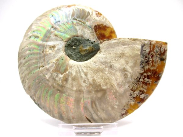 Madagascar Ammonite Pair  4.41" ~ #140 - Image 3