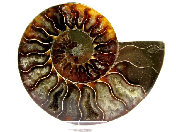 Madagascar Ammonite Pair  4.35" ~ #141