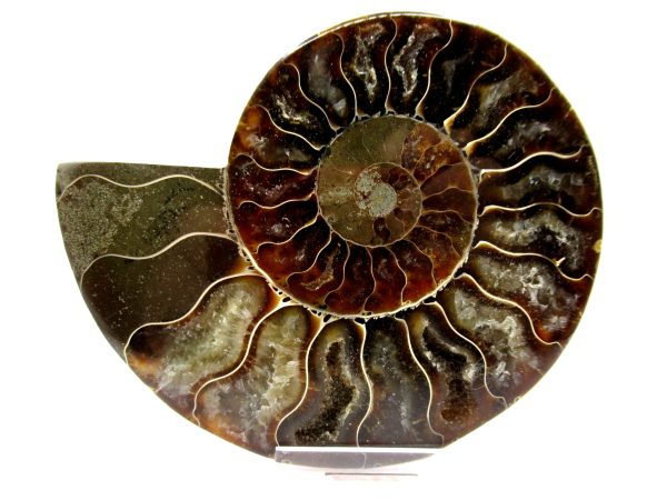 Madagascar Ammonite Pair  4.35" ~ #141 - Image 2