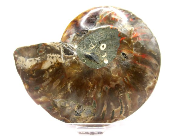 Madagascar Ammonite Pair  4.35" ~ #141 - Image 4