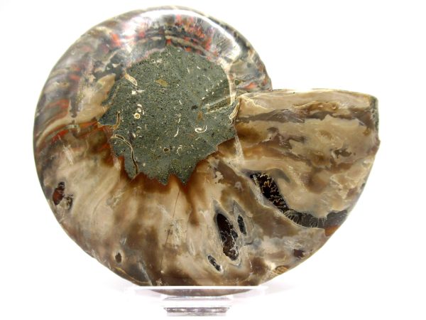 Madagascar Ammonite Pair  4.35" ~ #141 - Image 3