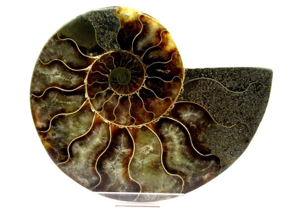 Madagascar Ammonite Pair  4.27" ~ #142