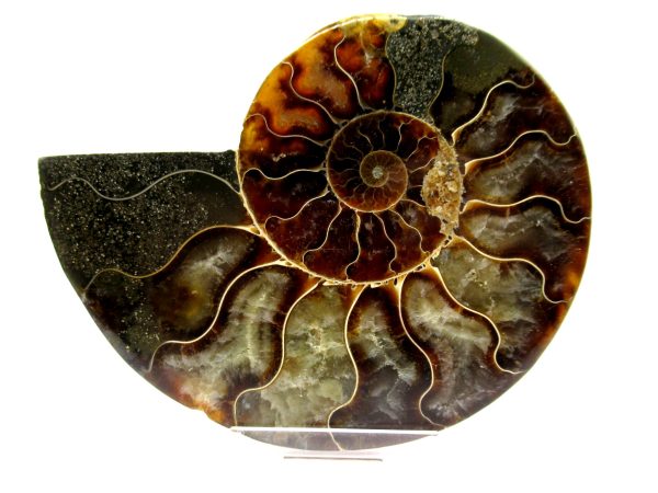 Madagascar Ammonite Pair  4.27" ~ #142 - Image 2