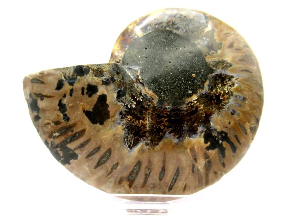 Madagascar Ammonite Pair  4.27" ~ #142 - Image 4