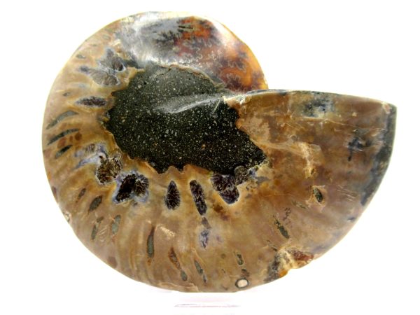 Madagascar Ammonite Pair  4.27" ~ #142 - Image 3