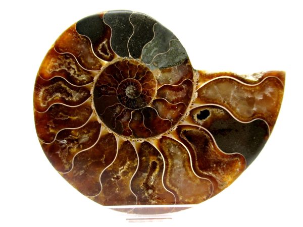 Madagascar Ammonite Pair  4.12" ~ #143