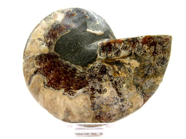 Madagascar Ammonite Pair  4.12" ~ #143 - Image 3