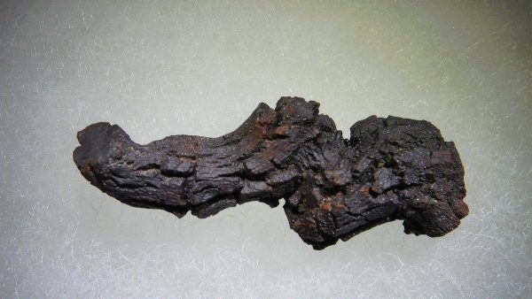 Turtle Coprolite (Poop) Madagascar #1 - Image 2