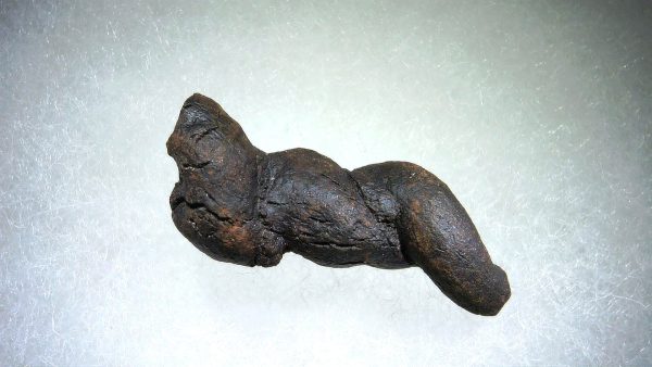 Turtle Coprolite (Poop) Madagascar #10 - Image 2