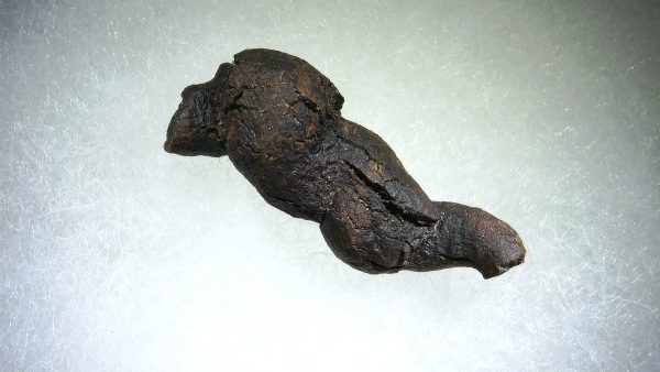 Turtle Coprolite (Poop) Madagascar #10 - Image 3