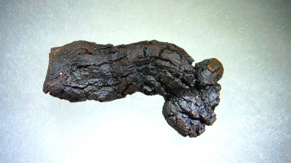 Turtle Coprolite (Poop) Madagascar #11 - Image 2