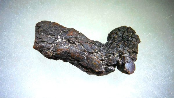 Turtle Coprolite (Poop) Madagascar #11 - Image 3