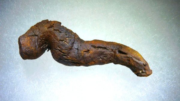 Turtle Coprolite (Poop) Madagascar #13 - Image 2