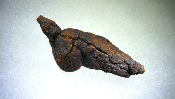 Turtle Coprolite (Poop) Madagascar #14 - Image 2