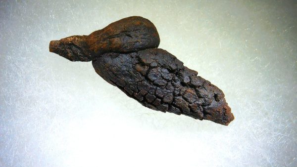 Turtle Coprolite (Poop) Madagascar #14 - Image 3