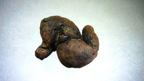 Turtle Coprolite (Poop) Madagascar #15 - Image 2