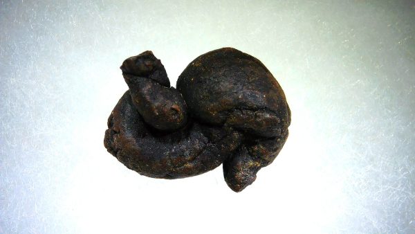 Turtle Coprolite (Poop) Madagascar #15 - Image 3