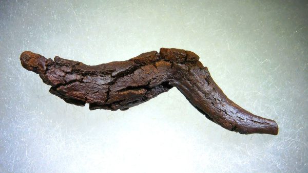 Turtle Coprolite (Poop) Madagascar #16 - Image 2