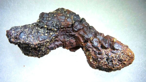 Turtle Coprolite (Poop) Madagascar #17 - Image 2