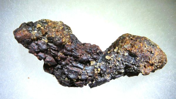 Turtle Coprolite (Poop) Madagascar #17 - Image 3