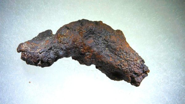 Turtle Coprolite (Poop) Madagascar #18 - Image 2