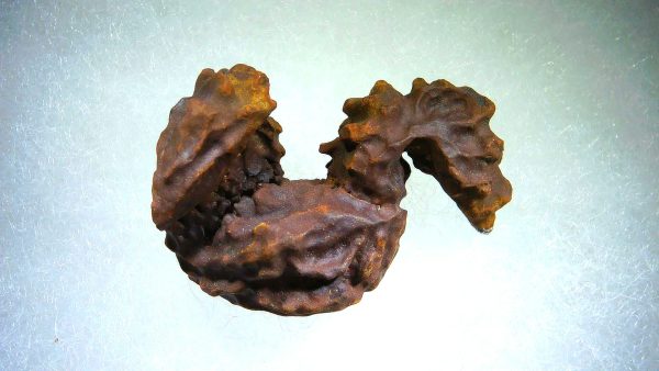 Turtle Coprolite (Poop) Madagascar #19 - Image 3